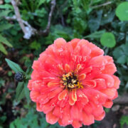 Zinnia elegans 'Benary Giant Salmon Rose' seeds