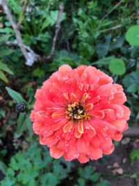 Zinnia elegans 'Benary Giant Salmon Rose' seeds