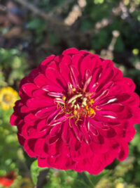 Zinnia elegans 'Scarlet Flame' seeds - Image 3