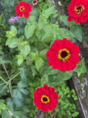 Zinnia elegans 'Scarlet Flame' seeds - Image 4