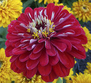 Zinnia elegans 'Scarlet Flame' seeds