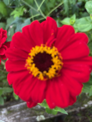 Zinnia elegans 'Scarlet Flame' seeds - Image 5