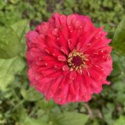 Zinnia elegans 'Gigantica Coral' seeds