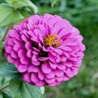 Zinnia elegans 'Gigantica Lavender' seeds