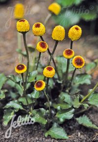 Acmella oleracia f  dark leaved seeds - ( Bulls eye)