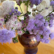Ageratum houstonianum 'Timeless Mixture' seeds  - (Floss Flower) (Ageratum, Floss Flower)