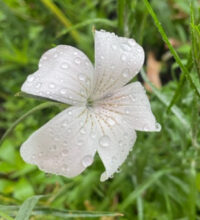 Agrostemma githago 'Ocean Pearls' seeds - (Corn Cockle)