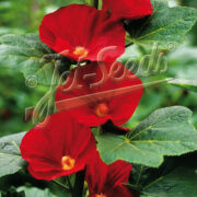 Alcea rosea-hyb. 'Mars Magic' - (Hollyhock)