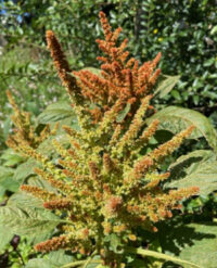 Amaranthus cruentus  'Autumn's Touch seeds - ( Amaranth,Tassel Flower)