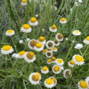 F - Flowers for Dried Arrangements