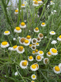 Ammobium alatum seeds - (Winged everlasting)