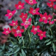 Anemone multifida  rubra seeds - (Annabella Deep Pink, Windflower)