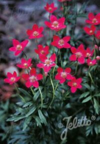 Anemone multifida  rubra seeds - (Annabella Deep Pink, Windflower)