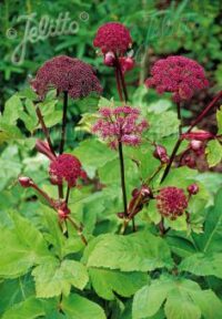 Angelica gigas seeds
