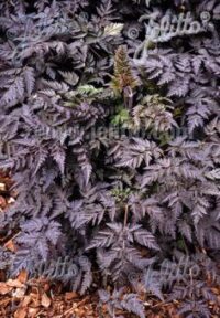 Anthriscus sylvestris 'Ravenswing' seeds - (Ravenswing Cow Parsley)