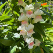 Antirrhinum majus 'Maryland appleblossom' seeds - (Snapdragon)