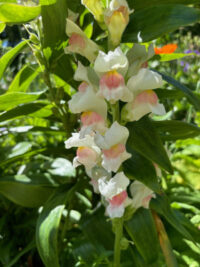 Antirrhinum majus 'Maryland appleblossom' seeds - (Snapdragon)