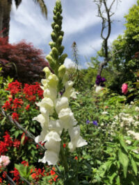 Antirrhinum majus 'Potomac White F1' seeds - ( Snapdragon)