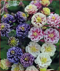 Aquilegia  vulgaris 'Winky Double Mix' seeds - ( Granny's Bonnet)