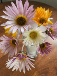 Arctotis x Hybrida 'Harlequin Mix' seeds