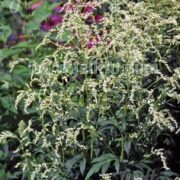 Artemisia lactiflora seeds - (White Mugwort)
