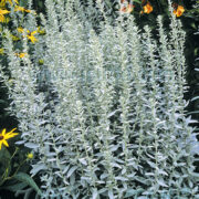 Artemisia ludoviciana plants