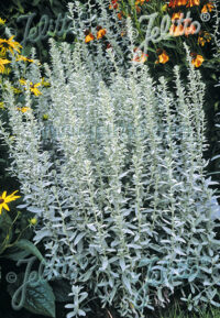 Artemisia ludoviciana plants