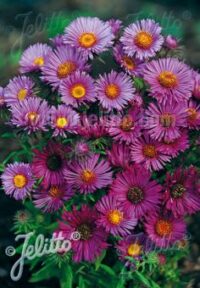 Aster novae-angliae mix seeds