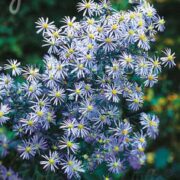 Aster turbinellus seeds -(Symphotrichum turbellinum , Smooth Violet Prairie Aster)