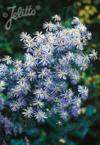 Aster turbinellus seeds -(Symphotrichum turbellinum , Smooth Violet Prairie Aster)