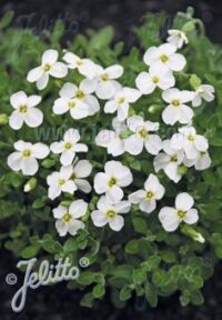 Aubrieta cultorum 'Pixie pearls' plants