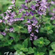 Calamintha nepeta 'Marvellette Blue' seeds - ( Nepetilla, Lesser calamint)