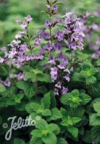 Calamintha nepeta 'Marvellette Blue' seeds - ( Nepetilla, Lesser calamint)