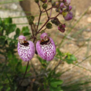 Calceolaria cana seeds -(Pocketbook Plant, Pouch Plant, Slipper flower)