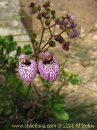 Calceolaria cana seeds -(Pocketbook Plant, Pouch Plant, Slipper flower)