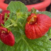 Calceolaria x hybrida 'Dainty Mix' seeds - (Lady's purse, Slipper flower, Pocketbook flower, Slipperwort, Pouch Flower)