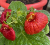 Calceolaria x hybrida 'Dainty Mix' seeds - (Lady's purse, Slipper flower, Pocketbook flower, Slipperwort, Pouch Flower)