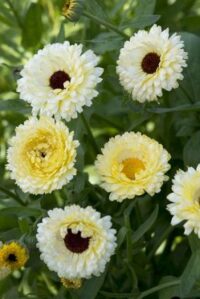 Calendula officinalis 'Ivory Princess' seeds - (Pot Marigold)