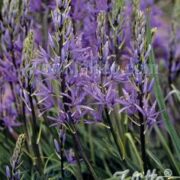 Camassia leichtlinii ssp. suksdorfii  seeds - (Quamash)