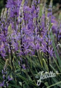 Camassia leichtlinii ssp. suksdorfii  seeds - (Quamash)