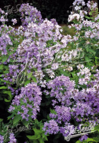 Campanula lactiflora 'New Hybrids' seeds - (Milky Bellflower) - Image 2