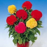 Celosia cristata 'Chief Mix' -( Crested Coxcomb) seeds