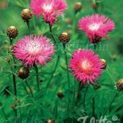 Centaurea dealbata seeds - ( Persian Cornflower)