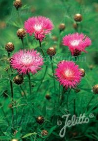 Centaurea dealbata seeds - ( Persian Cornflower)