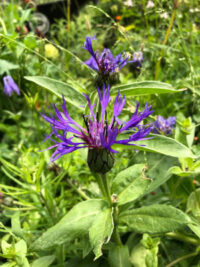 Centaurea montana plants - ( Mountain cornflower)
