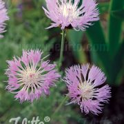 Centaurea pulcherrima seeds - ( Batchelor's Button, Star Thistle)