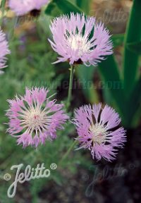 Centaurea pulcherrima seeds - ( Batchelor's Button, Star Thistle)