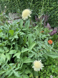 Cephalaria gigantea seeds - (Giant Pincushion Flower) - Image 2