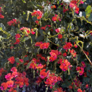 Chorizema diversifolium seeds - ( Climbing Flame Pea)