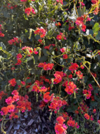 Chorizema diversifolium seeds - ( Climbing Flame Pea)